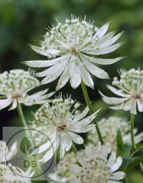 Astrantia major 'Shaggy' (Margery Fish)