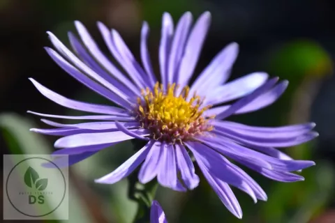 Aster amellus 'Silbersee'