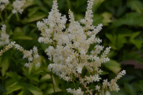 Astilbe (A) 'Snowdrift'