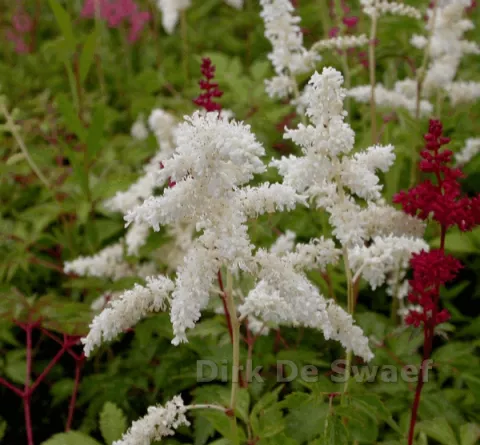 Astilbe (A) 'Snowdrift'