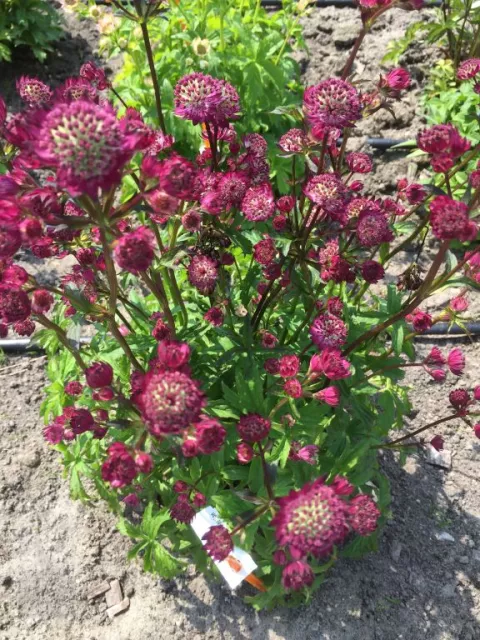 Astrantia major 'Star of Beauty'