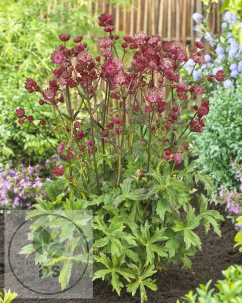 Astrantia major 'Star of Love'