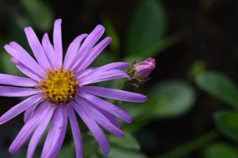 Aster amellus 'Sonia'