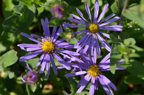 Aster amellus 'Sonora'