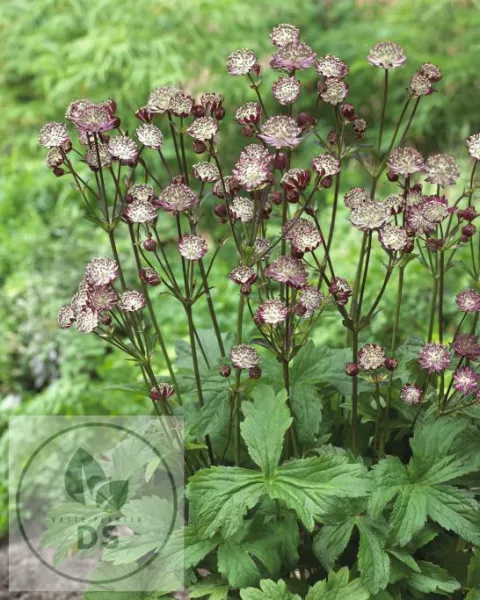 Astrantia major 'Star of Passion'