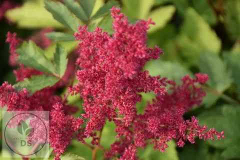 Astilbe (A) 'Spinell'