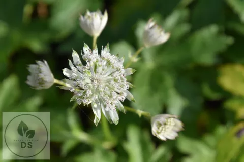 Astrantia major 'Snow Queen'