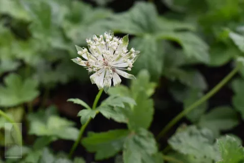 Astrantia major 'Super Star' (='White Giant')