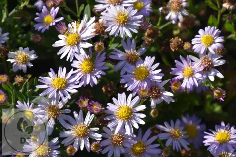 Aster ageratoides 'Stardust'