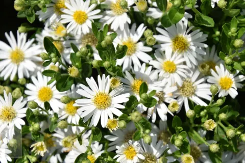 Aster ageratoides 'Starshine'