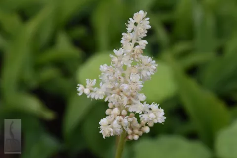 Astilboides tabularis (Rodgersia)