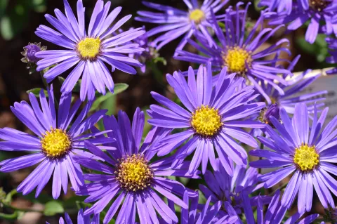 Aster amellus 'Veilchenkönigin'