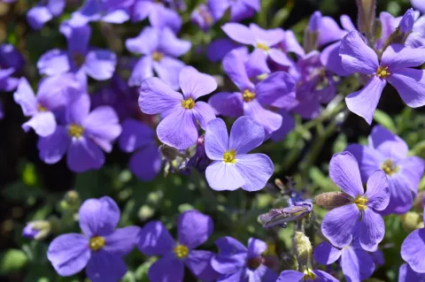 Aubrieta 'Cascade Blue'
