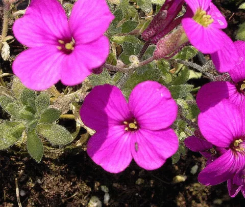 Aubrieta 'Red Carpet'