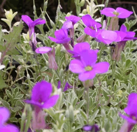 Aubrieta 'Silberrand'