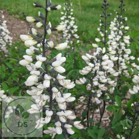 Baptisia australis 'Alba'
