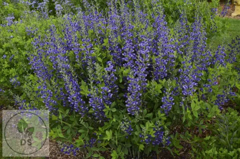 Baptisia hybr. 'Blueberry Sundae'