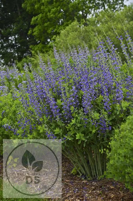 Baptisia hybr. 'Blueberry Sundae'