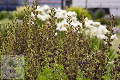 Baptisia hybr. 'Dark Chocolate'