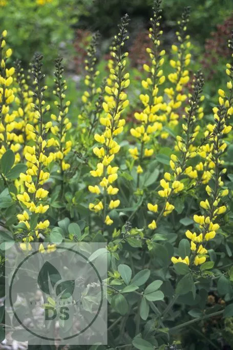 Baptisia hybr. 'Lemon Meringue'