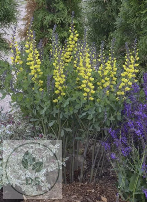 Baptisia hybr. 'Lemon Meringue'