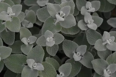 Ballota pseudodictamnus