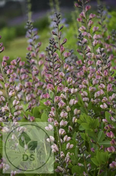 Baptisia hybr. 'Pink Truffles'