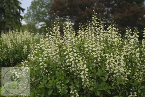 Baptisia hybr. 'Vanilla Cream'