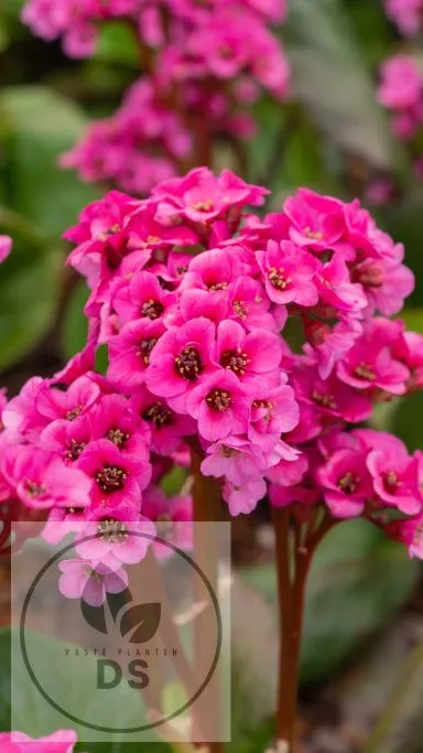 Bergenia 'Bressingham Ruby'