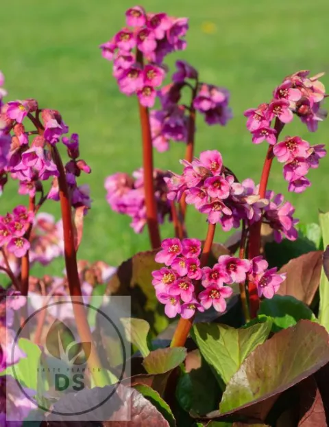 Bergenia 'Bressingham Ruby'