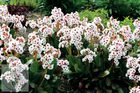 Bergenia 'Dragonfly Angel Kiss'