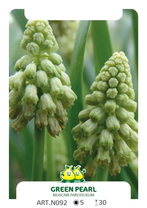 Bellevalia pycnantha 'Green Pearl'