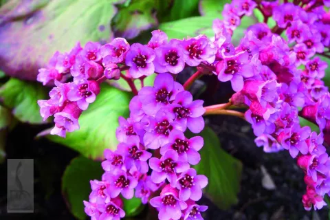 Bergenia cordifolia 'Rotblum'