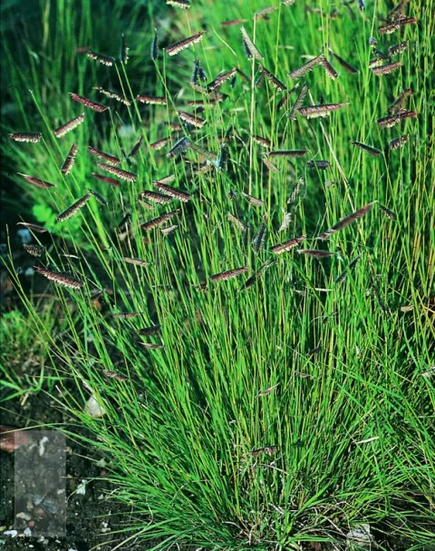 Bouteloua gracilis