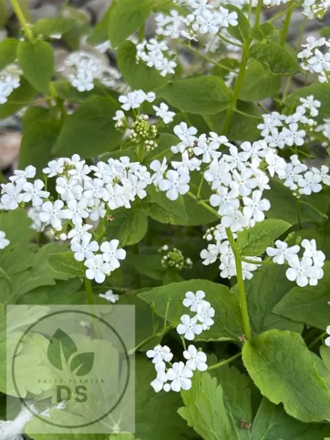 Brunnera macr. 'Betty Bowring'