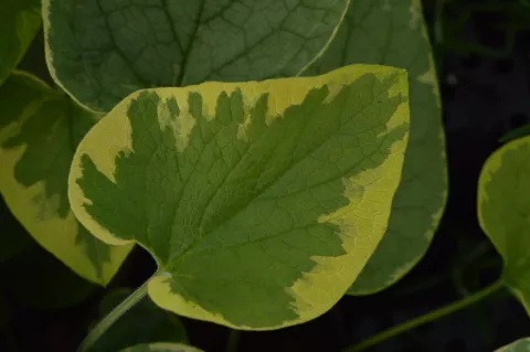 Brunnera macr. 'Hadspen Cream'