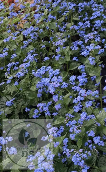 Brunnera macr. 'Jack Of Diamonds'