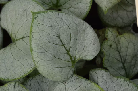 Brunnera macr. 'Looking Glass'