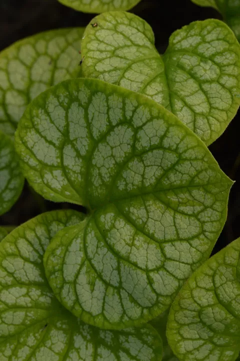 Brunnera macr. 'Mr. Morse'