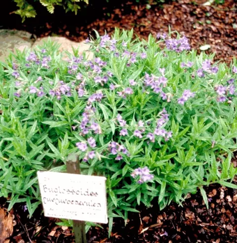 Buglossoides purpurocaerulea
