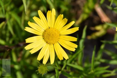 Buphthalmum salicifolium