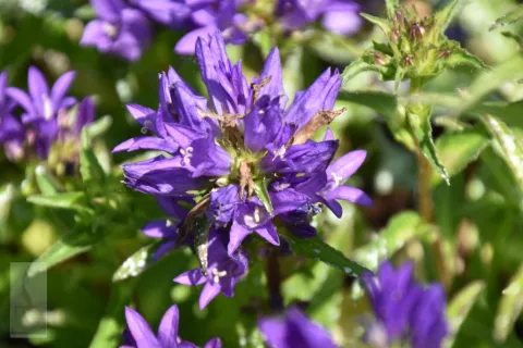 Campanula glom. 'Acaulis'