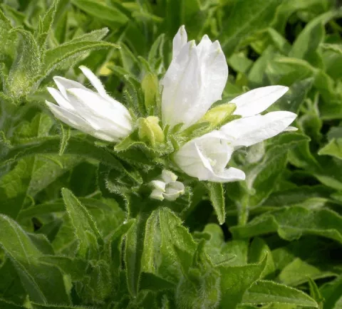 Campanula glom. 'Alba'