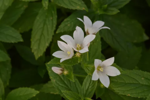 Campanula lact. 'Alba'
