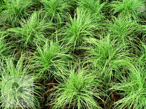 Carex comans 'Amazon Mist'
