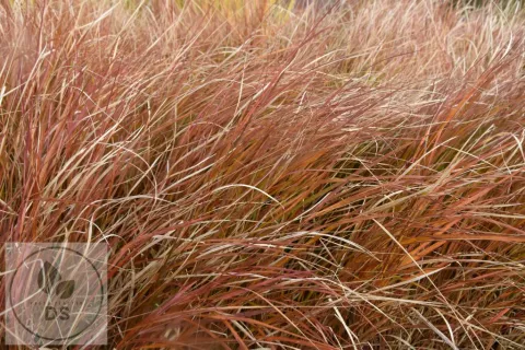 Calamagrostis arundinacea
