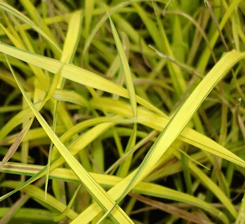 Carex elata 'Aurea' ('Bowles Golden')