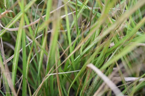 Calamagrostis acut. 'Avalanche'