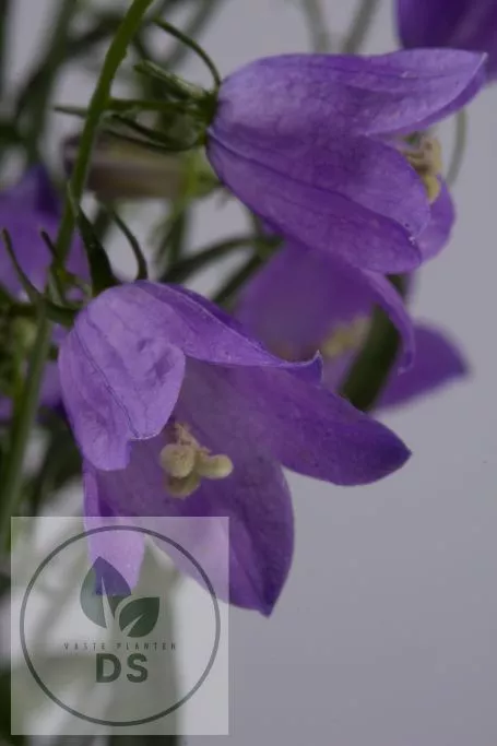 Campanula cochl. 'Baby Blue'