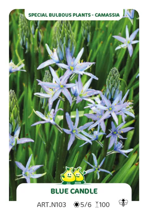 Camassia 'Blue Candle'